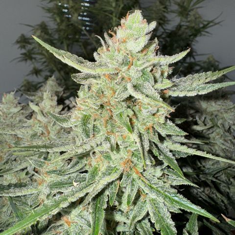Wedding Cake Auto by Boston ❤️❤️🪴🌱 growlog timeline photo