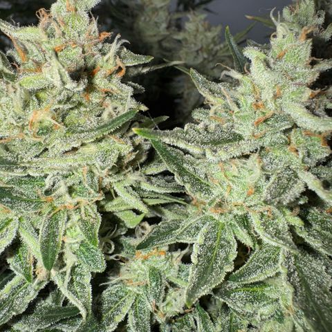 Wedding Cake Auto by Boston ❤️❤️🪴🌱 growlog timeline photo