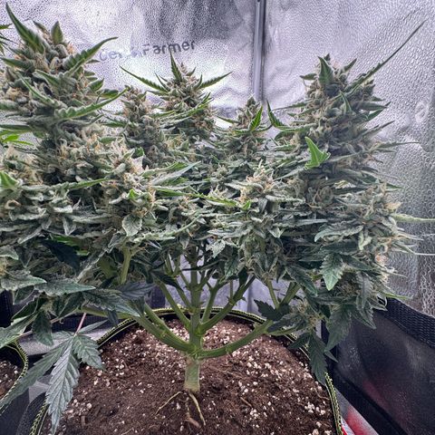 Wedding Cake Auto by Boston ❤️❤️🪴🌱 growlog timeline photo