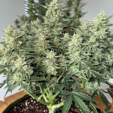 Wedding Cake Auto by Boston ❤️❤️🪴🌱 growlog timeline photo