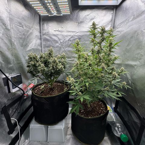 Wedding Cake Auto by Boston ❤️❤️🪴🌱 growlog timeline photo