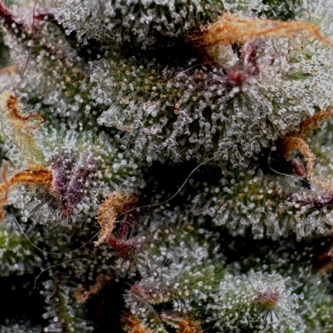 Wedding Cake Auto by Boston ❤️❤️🪴🌱 growlog timeline photo