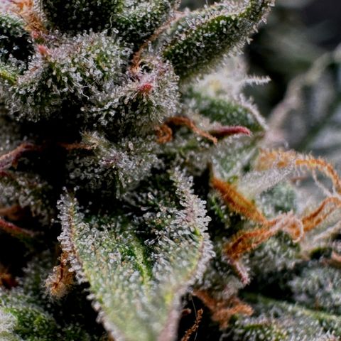 Wedding Cake Auto by Boston ❤️❤️🪴🌱 growlog timeline photo