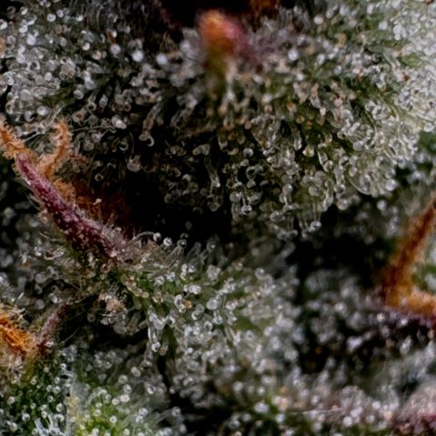 Wedding Cake Auto by Boston ❤️❤️🪴🌱 growlog timeline photo