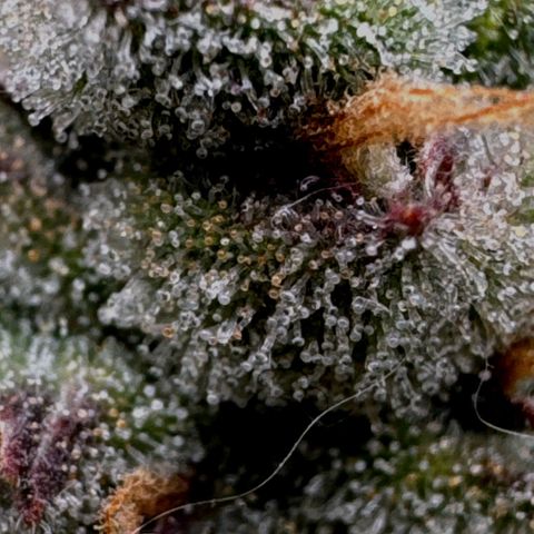 Wedding Cake Auto by Boston ❤️❤️🪴🌱 growlog timeline photo