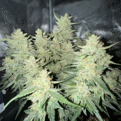 Wedding Cake Auto by Boston ❤️❤️🪴🌱 growlog photo: foto a led spenti 