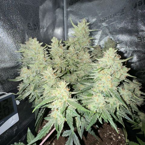 Wedding Cake Auto by Boston ❤️❤️🪴🌱 growlog photo: foto a led spenti 
