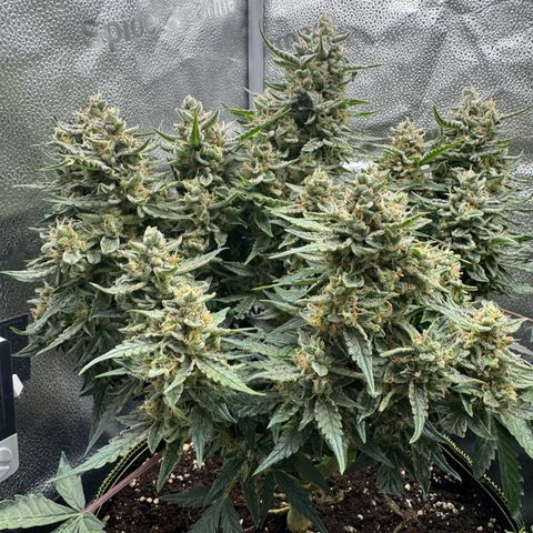 Wedding Cake Auto by Boston ❤️❤️🪴🌱 growlog timeline photo