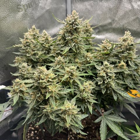 Wedding Cake Auto by Boston ❤️❤️🪴🌱 growlog timeline photo