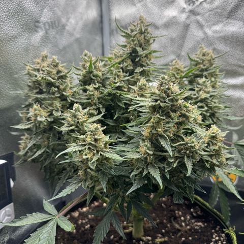 Wedding Cake Auto by Boston ❤️❤️🪴🌱 growlog timeline photo