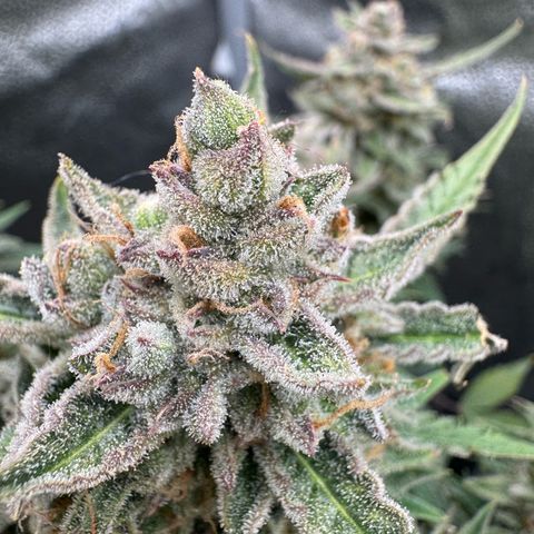 Wedding Cake Auto by Boston ❤️❤️🪴🌱 growlog timeline photo