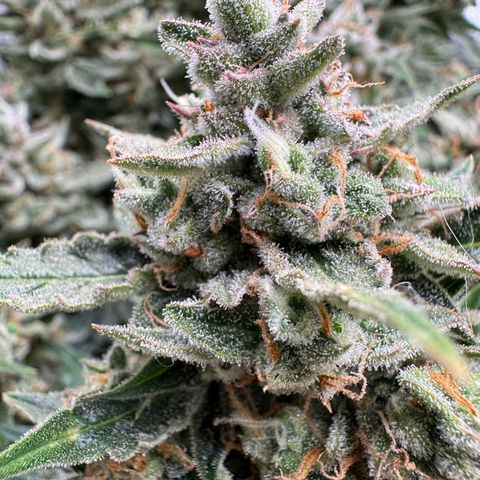 Wedding Cake Auto by Boston ❤️❤️🪴🌱 growlog timeline photo