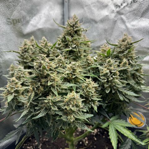 Wedding Cake Auto by Boston ❤️❤️🪴🌱 growlog timeline photo