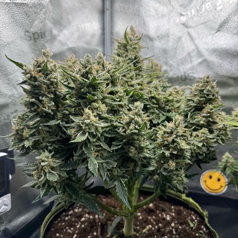 Wedding Cake Auto by Boston ❤️❤️🪴🌱 growlog timeline photo