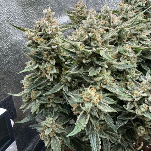 Wedding Cake Auto by Boston ❤️❤️🪴🌱 growlog timeline photo