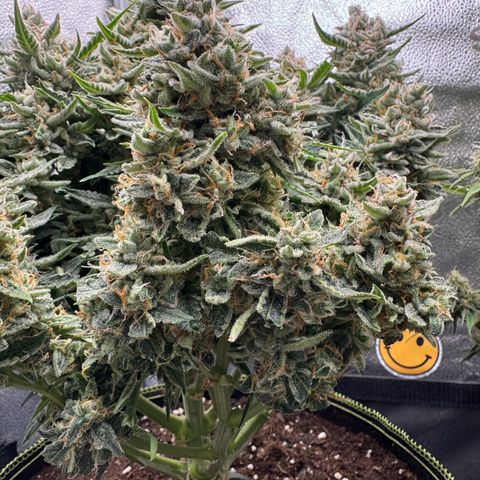 Wedding Cake Auto by Boston ❤️❤️🪴🌱 growlog timeline photo