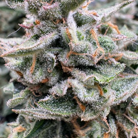 Wedding Cake Auto by Boston ❤️❤️🪴🌱 growlog timeline photo