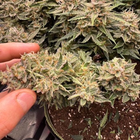 Wedding Cake Auto by Boston ❤️❤️🪴🌱 growlog timeline photo
