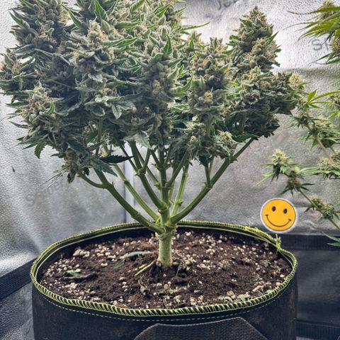 Wedding Cake Auto by Boston ❤️❤️🪴🌱 growlog timeline photo