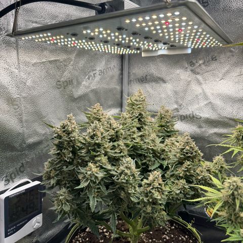 Wedding Cake Auto by Boston ❤️❤️🪴🌱 growlog timeline photo