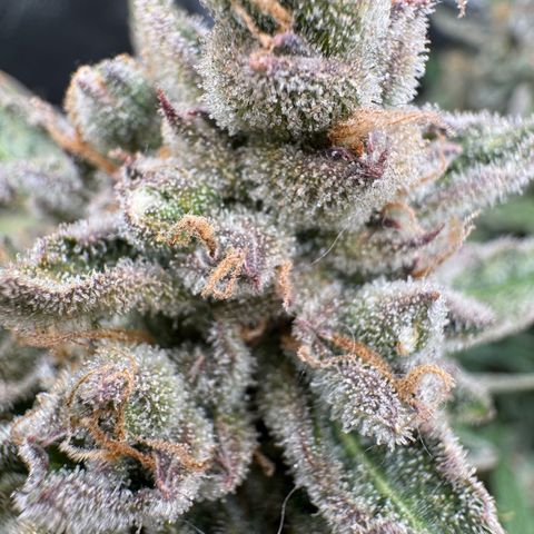 Wedding Cake Auto by Boston ❤️❤️🪴🌱 growlog timeline photo