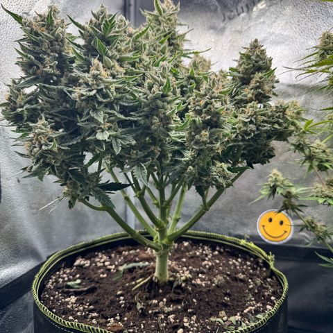 Wedding Cake Auto by Boston ❤️❤️🪴🌱 growlog timeline photo