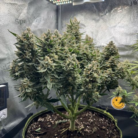 Wedding Cake Auto by Boston ❤️❤️🪴🌱 growlog timeline photo