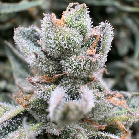 Wedding Cake Auto by Boston ❤️❤️🪴🌱 growlog timeline photo
