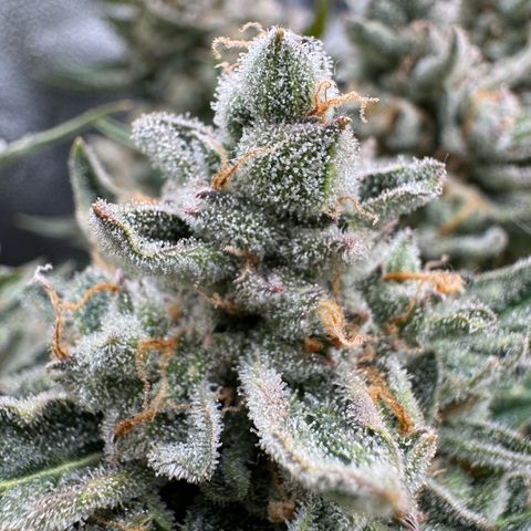 Wedding Cake Auto by Boston ❤️❤️🪴🌱 growlog timeline photo