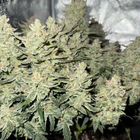 Wedding Cake Auto by Boston ❤️❤️🪴🌱 growlog timeline photo