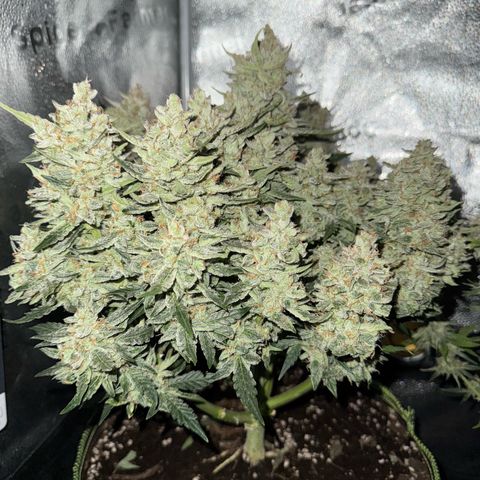 Wedding Cake Auto by Boston ❤️❤️🪴🌱 growlog timeline photo