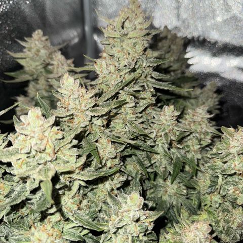 Wedding Cake Auto by Boston ❤️❤️🪴🌱 growlog timeline photo