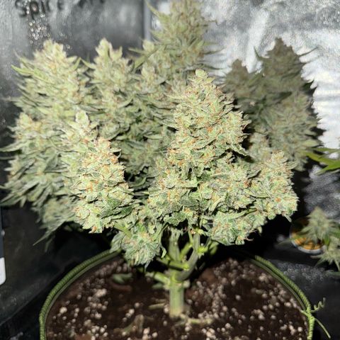 Wedding Cake Auto by Boston ❤️❤️🪴🌱 growlog timeline photo