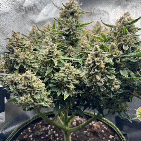 Wedding Cake Auto by Boston ❤️❤️🪴🌱 growlog timeline photo