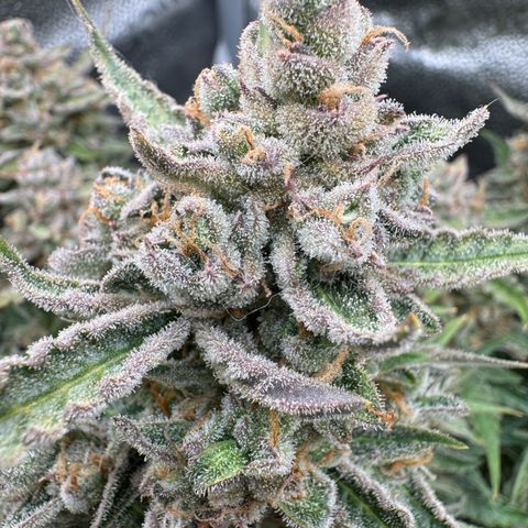 Wedding Cake Auto by Boston ❤️❤️🪴🌱 growlog timeline photo