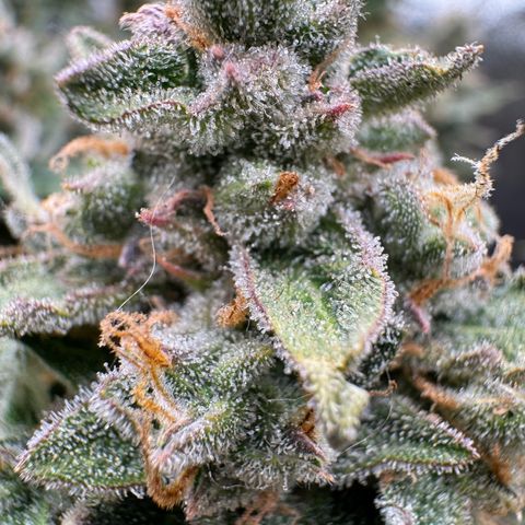 Wedding Cake Auto by Boston ❤️❤️🪴🌱 growlog timeline photo