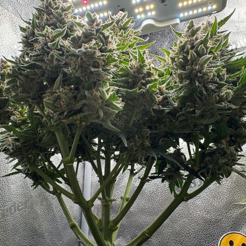 Wedding Cake Auto by Boston ❤️❤️🪴🌱 growlog timeline photo