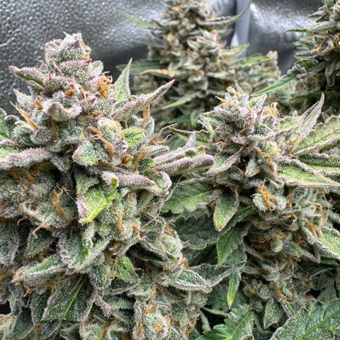 Wedding Cake Auto by Boston ❤️❤️🪴🌱 growlog timeline photo