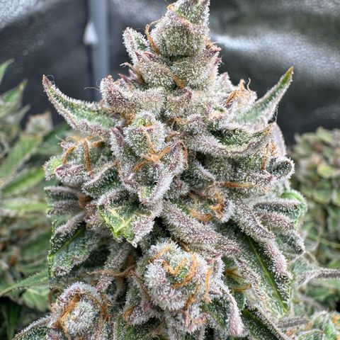 Wedding Cake Auto by Boston ❤️❤️🪴🌱 growlog timeline photo