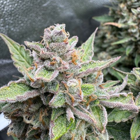 Wedding Cake Auto by Boston ❤️❤️🪴🌱 growlog timeline photo