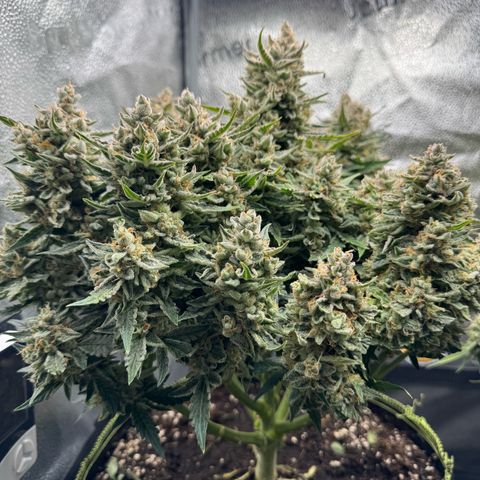 Wedding Cake Auto by Boston ❤️❤️🪴🌱 growlog timeline photo