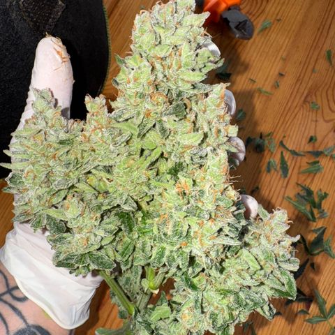 Wedding Cake Auto by Boston ❤️❤️🪴🌱 growlog timeline photo
