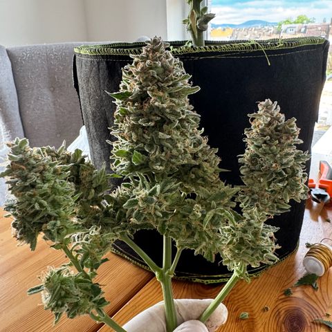Wedding Cake Auto by Boston ❤️❤️🪴🌱 growlog timeline photo