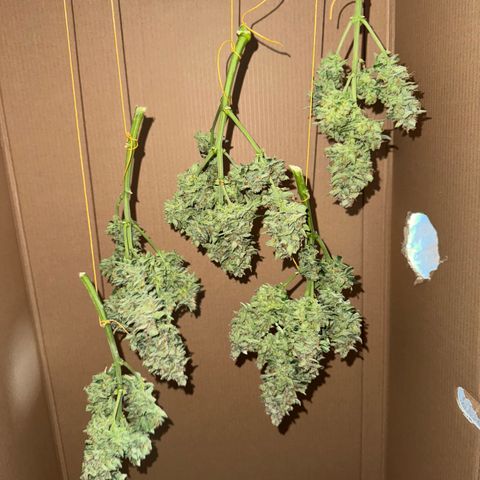 Wedding Cake Auto by Boston ❤️❤️🪴🌱 growlog timeline photo