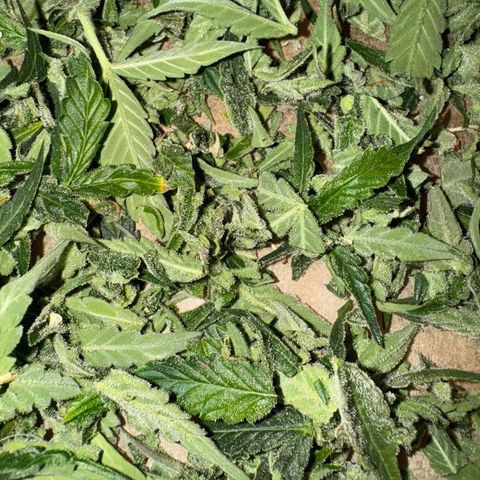 Wedding Cake Auto by Boston ❤️❤️🪴🌱 growlog timeline photo