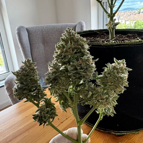 Wedding Cake Auto by Boston ❤️❤️🪴🌱 growlog timeline photo