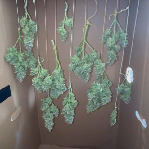 Wedding Cake Auto by Boston ❤️❤️🪴🌱 growlog timeline photo