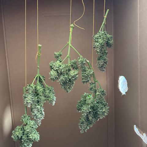 Wedding Cake Auto by Boston ❤️❤️🪴🌱 growlog timeline photo