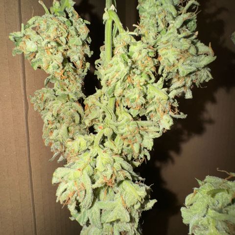 Wedding Cake Auto by Boston ❤️❤️🪴🌱 growlog timeline photo