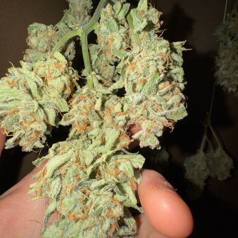 Wedding Cake Auto by Boston ❤️❤️🪴🌱 growlog timeline photo